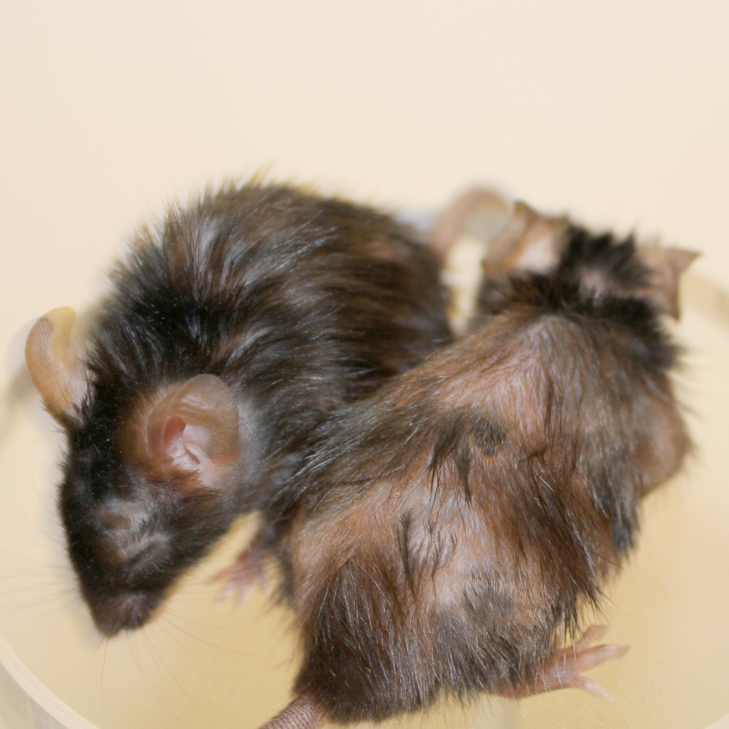 Кожные заболевания мышей